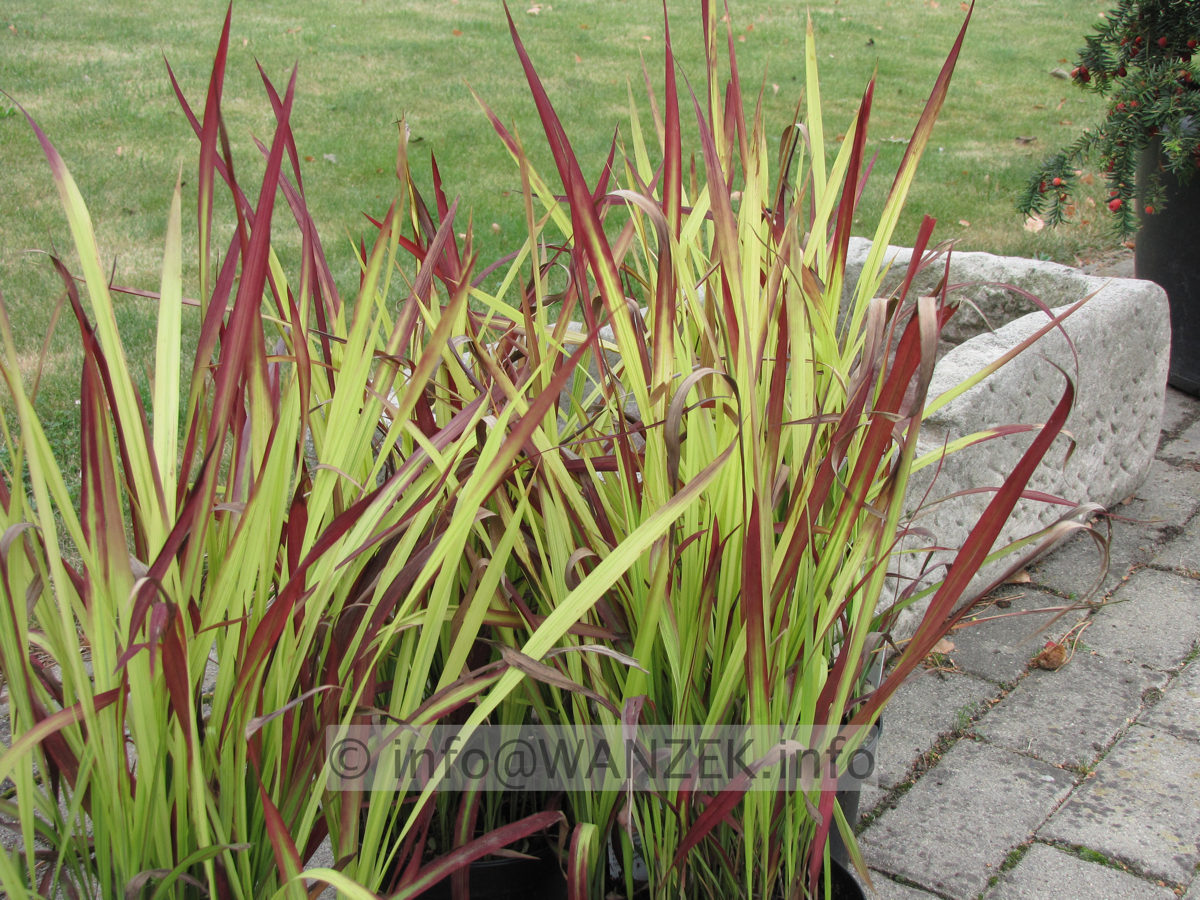 Imperata cylindrica Red Baron 01.JPG